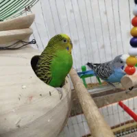 مرغ عشق جفت|پرنده|سراوان, |دیوار