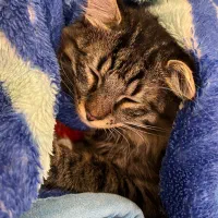 گربه گمشده مژدگانی ۲میلیون تومان|حیوانات|تبریز, |دیوار