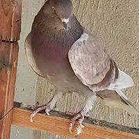 ماده کاکلی موشپا