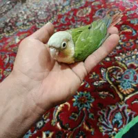 جوجه گرینچیک