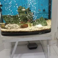 آکواریوم|ماهی|شهریار, کهنز|دیوار