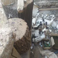 خرگوش فروش