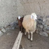 میش و بره|حیوانات مزرعه|اسفراین, |دیوار