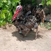 بوقلمون نر سنگین وزن