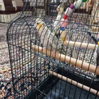 عروس هلندی ماه جوجه خودم