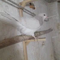 جوجه وجوونه وجفتگاهی خوشگل