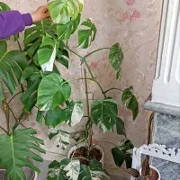 برگ انجیری ابلق