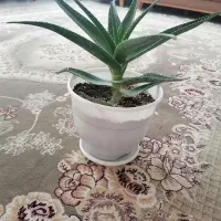 گل شاخ بزی همراه گلدان|گل و گیاه طبیعی|بیرجند, |دیوار