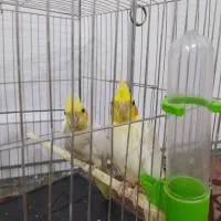 عروس هلندی جفت