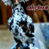 نیمچه در نژادهای برهما،پولند،سلطان،لهستانی