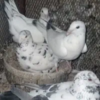 کبوتر|پرنده|خاوران, |دیوار