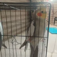 عروس هلندی|پرنده|ساوه, |دیوار