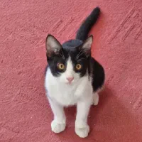 واگذاری رایگان گربه|گربه|بجنورد, |دیوار