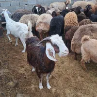 میش وبره بز|حیوانات مزرعه|مهریز, |دیوار