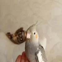 عروس هلندی|پرنده|مشهد, عبادی|دیوار