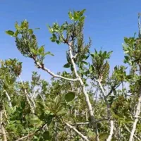 آب و زمین پسته