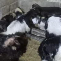 بز گون کرده و۱۳ تیشتر معاوضه با بره ومیش|حیوانات مزرعه|اندیکا, |دیوار