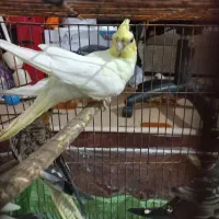 عروس هلندی|پرنده|اهرم, |دیوار