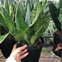 فروش انواع سانسوریا سطل ۷ بسیار با کیفیت