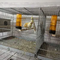 5جفت عروس مولد|پرنده|امیدیه, |دیوار