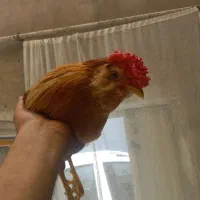 خروس گلین