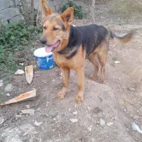 توله ژرمن شپرد فروش