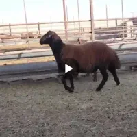 بره قوچ همو|حیوانات مزرعه|سبزوار, رباط|دیوار