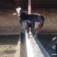 بز جوان نر مست مست