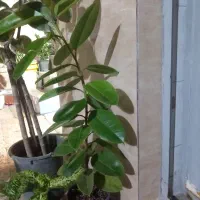 فروش انواع گلهای زینتی واپارتمانی|گل و گیاه طبیعی|اندیمشک, |دیوار