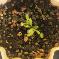 ونوس حشره خوار مناسب خاص پسند ها|گل و گیاه طبیعی|سامان, |دیوار