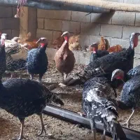 بوقلمون محلی اصل|حیوانات مزرعه|شیراز, حجت آباد|دیوار