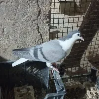 کبوتر جوجه رنگی تازه دونخورشده۳جف شیرازی|پرنده|شوشتر, |دیوار