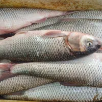 ماهی سفید صید روز دریای خزر- پاک شده