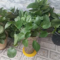 گل های آپارتمانی،