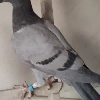 جوجه پلاکی گرفتنی|پرنده|نقده, |دیوار