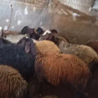 بره نر وماده