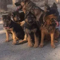 توله ژرمن سه ماهه