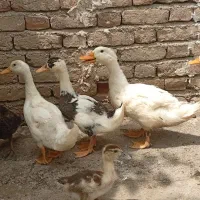 اردک|حیوانات مزرعه|پارس‌آباد, |دیوار