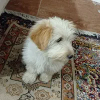 واگذاری ی قلاده شیتزو