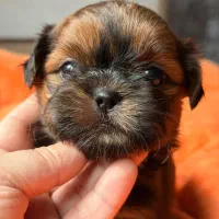 توله شیتزوکراس|سگ|شیراز, باغ تخت|دیوار