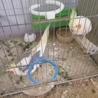 جفت عروس مولد|پرنده|اردکان, |دیوار