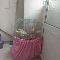 عروس هلندی نر و ماده
