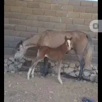 مادیان بومی بدون کره