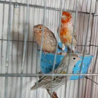 قناری توپاز سرخ اورجینال