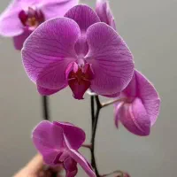 فروش عمده و تک انواع گل ارکیده زیبا و خوشگل