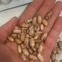 فروش عمده لوبیا چیتی ازبکی