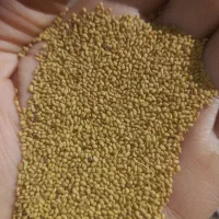 بذر یونجه اصلاح شده 99%|عمده‌فروشی|شیراز, آبیاری|دیوار