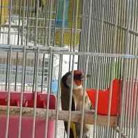 سهره نرشلاقی و شلوسفت|پرنده|برخوار, |دیوار