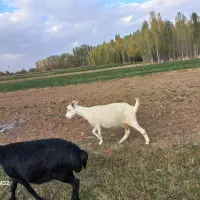 بز سانین|حیوانات مزرعه|ایجرود, |دیوار