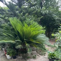 سیکاس|گل و گیاه طبیعی|بهشهر, |دیوار